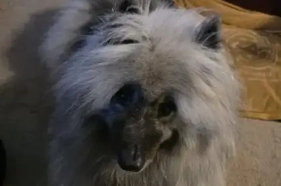 Now called black grey, used to be Silver Black Keeshond. Has microchip ( num 5100119979) added in South Australia. Answers to Jazz.