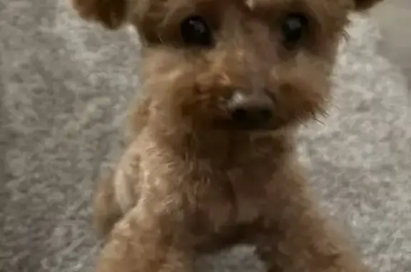Lost dog, Endeavor Place, 16600, Chino - brown Toy Poodle, coughs frequently - photo