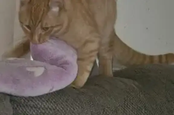 Lost cat, Vineyard Street, 35830, Yucaipa - male - photo
