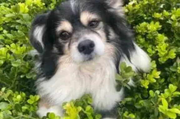 Missing dog Oakland, photo: Lost Black & White Dog: Oakland, E. 19th St