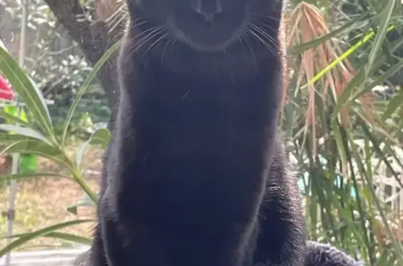 Animaux perdus Miramas, photo: Chat perdu, Rue des Gardians, 9, Miramas - chatte craintive, stérilisée