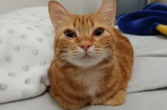 Perdido gato hembra, Carrer Pep Ventura, 8, Figueres, Valencia - gata grande naranja y muy sociable - photo
