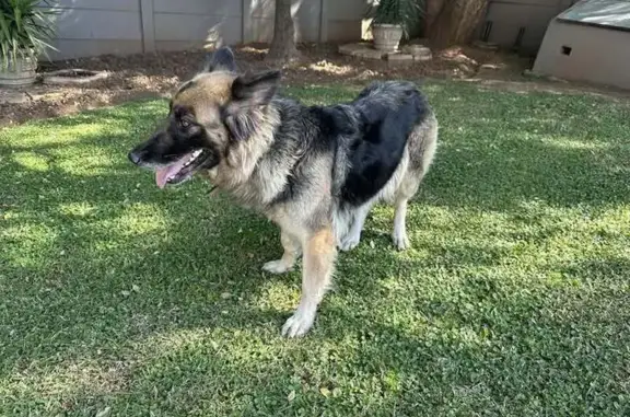 German Shephard, old red collar