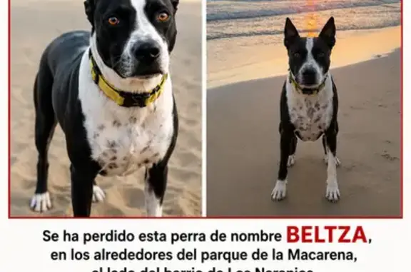 Perdido perro hembra en Sevilla, Andalucía - salió corriendo por un petardo - photo