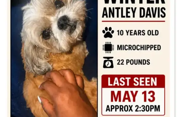 Lost and found pets Brooklyn, photo: Lost dog, New York Avenue, 1405, Brooklyn - female