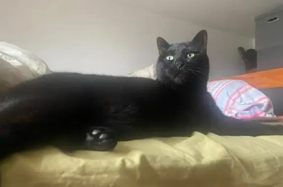 Animaux perdus Paris, photo: Chat perdu, Rue de Nazareth, 48, Angers - femelle noire craintive
