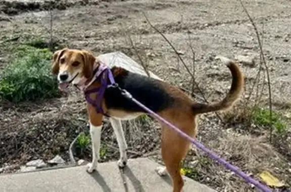 Lost and found pets Bloomingdale, photo: Lost dog, female, Santa Fe Trail, Bloomingdale Township, Bloomingdale - tall, thin beagle-like American Foxhound
