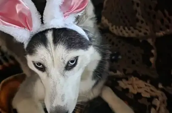 Lost dog male, Greene Road, Oliver Springs - red nose Siberian Malmute with brown and white and black coat - photo