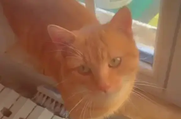 Animaux perdus Niort, photo: Chat perdu, Rue de Grange, 31, Niort - jeune, câlin et gentil