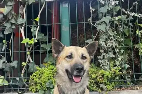 Perro encontrado Gustavo Adolfo Madero, foto: Encontrado perro hembra en Calle 305, Ciudad de México, Mexico City - cruza de pastor alemán