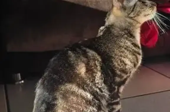 Perdido gato masculino, Plazue...