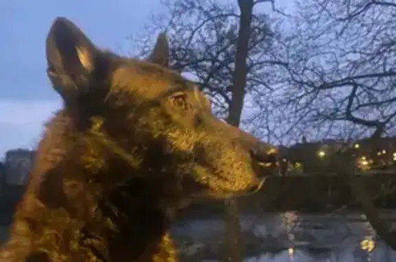 Animaux perdus Auterive, photo: Chien perdu, Rue Jean Jaurès, 31, Auterive - mâle