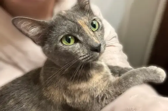 Lost and found pets Oklahoma City, photo: Lost cat, Northwest 21st Terrace, 4284, Oklahoma City - female, diluted tortoiseshell, green eyes
