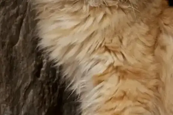 Perdido gato macho en Arzúa, Galicia, Santiago de Compostela - naranja, pelo largo y muy cariñoso - photo