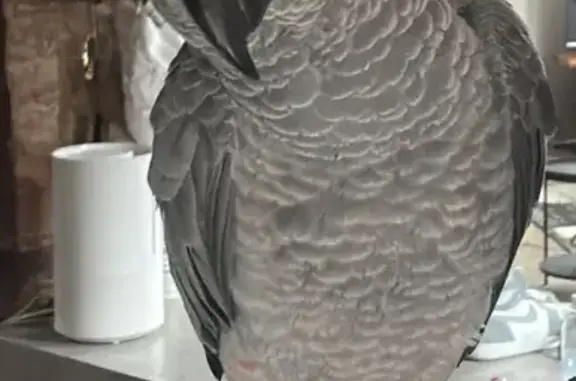 Lost bird, Conradie Street, Ro...