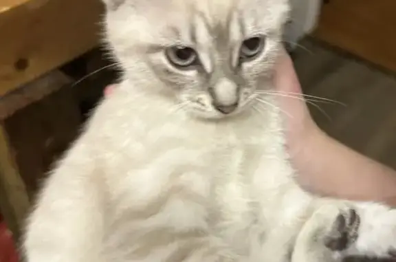 Lost cat, Liberty Lane, 130, Whitney - lilac point Siamese, white fur, gray stripes - photo