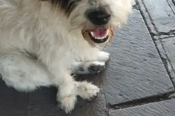 Perro encontrado Tequisquiapan, foto: Perro encontrado macho, Calle Ezequiel Montes, Tequisquiapan - muy mansito y distraído