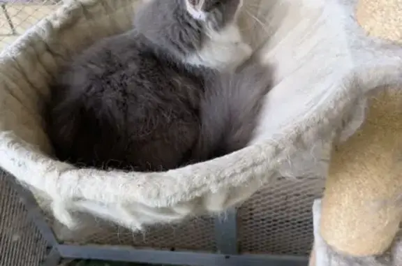 Lost cat, Nevern Street, Brisb...