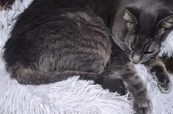 Lost and found pets Cleveland, photo: Lost cat, female, Broadview Court, Cleveland