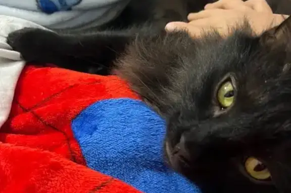Lost cat, Harris Street, Gold...