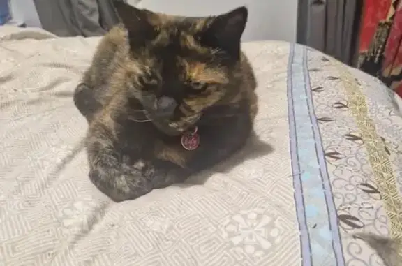 Lost cat, Duffield Drive, Adelaide - female, red collar - photo