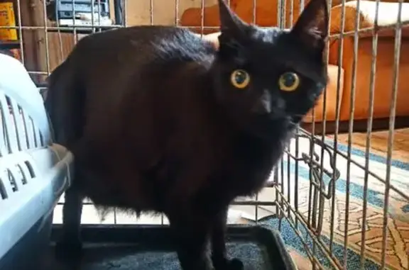 Animaux trouvés Vern-d'Anjou, photo: Chat trouvée, Vern-d'Anjou, Pays de la Loire - chatte noire, enceinte
