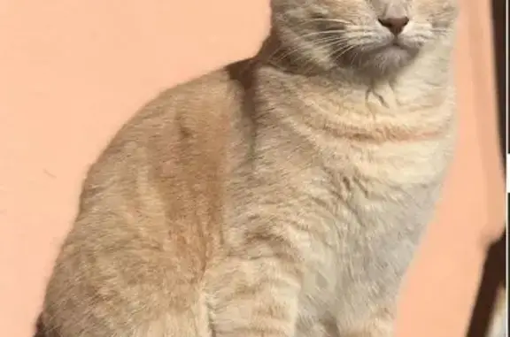 Perdido gato hembra, Carrer de la Societat, Terrassa - color naranja claro, ojos color miel - photo