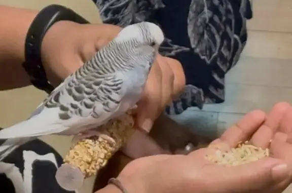 Lost pets Melbourne, photo: Lost bird, Devon Street, 6, Melbourne - pale blue budgie, 4 months old