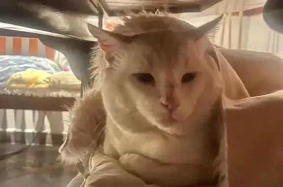 Chat perdu, Drap, photo: Chat perdu mâle, Drap — grand et miaule fort