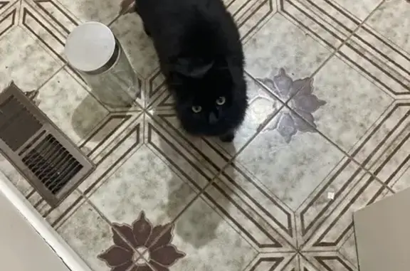 Lost cat, Edmondson Street, 33...