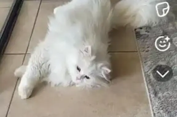 Lost cat, Simbithi Drive, Ballito - male Persian chinchilla - photo