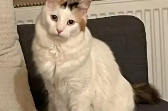 Lost cat, Sinclair Gardens, 4, Kensington - female, very shy - photo