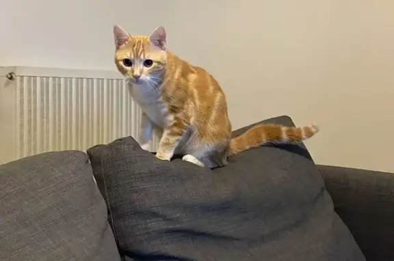 Animaux perdus Izon, photo: Chat perdu, Chemin de l'Ancienne Voie Romaine, Izon - mâle, vu à 700 m de la maison