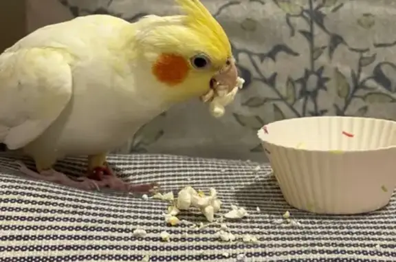 Lost and found pets Concord, photo: Lost bird, Derby Street, 37, Concord - female, bright yellow with orange cheeks