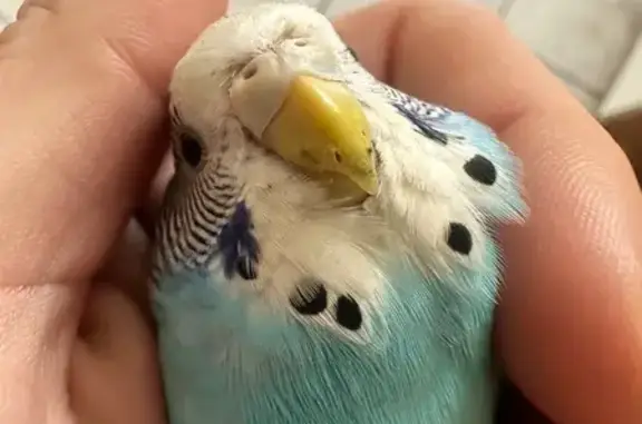 Lost and found pets Chicago, photo: Lost bird, female, West Montrose Avenue, Chicago - turquoise/ocean blue budgie