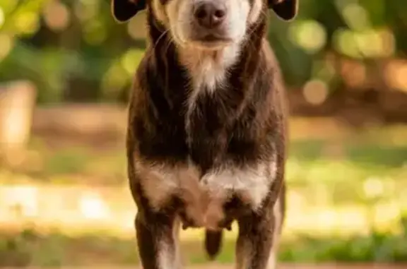 Cachorro perdido Fêmea (brl002...