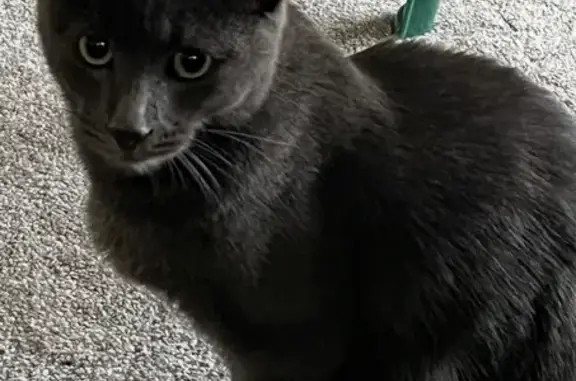 Lost cat, Sirkon Avenue, Lenasia, Soweto - male, black/grey, shaven back area - photo