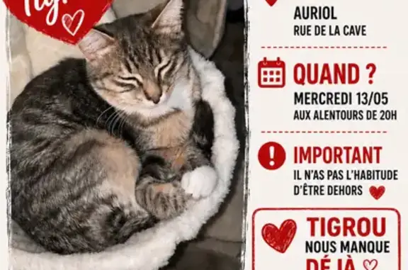 Chat perdu, Auriol, photo: Chat perdu, Rue de la Cave, Auriol - mâle