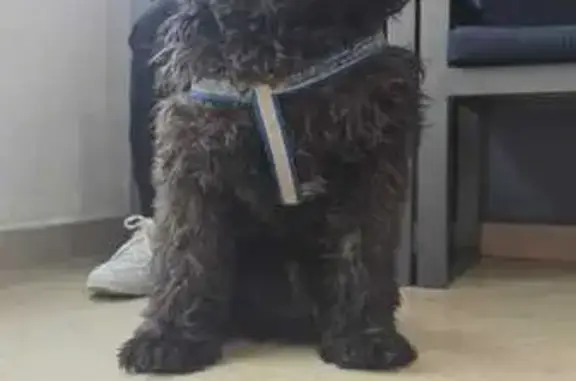 Búsqueda de mascotas, foto: Encontrado perro macho, Polanco, Ciudad de México - castrado y con arnés azul