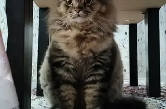 Grey, Mainecoon mix, Short and fat, super bushy, looks really fat and wide