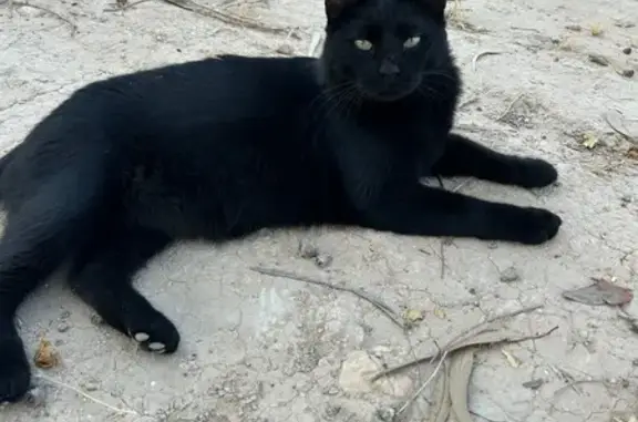 Perdido gato macho, Elche - castrado y muy cariñoso - photo