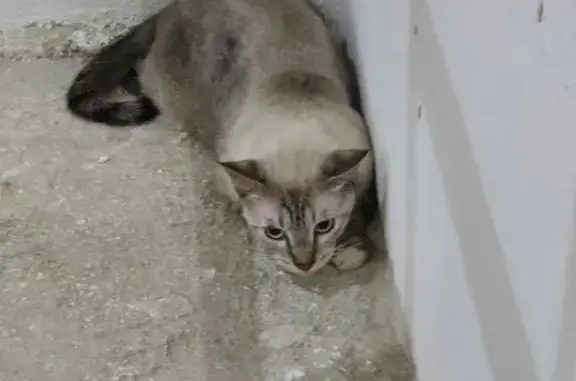 Gato perdido macho, Calle 26 A, Cancún - cola de tigre y ojos azules - photo
