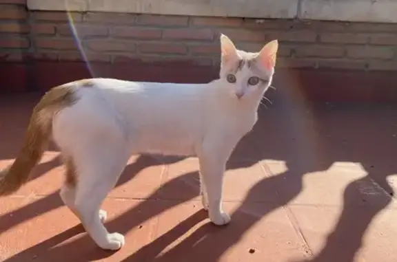 Gata de un año y medio de color blanco y tiene la cola naranja y y tambien manchas naranjas en la cabeza y una en la espalda de ojos amarillos y delgada y cara pequeña , es muy asustadiza porfavor maxima difusion!