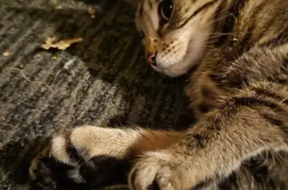 Lost cat, West 61st Street, Minneapolis - female - extra toe on front paws - photo
