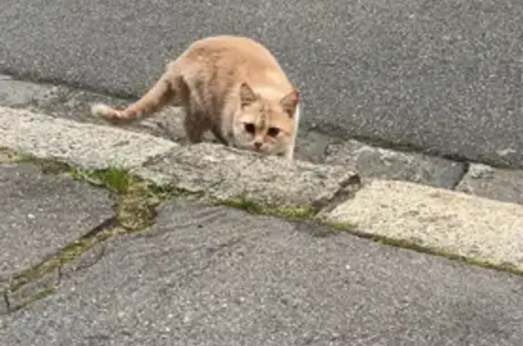 Animaux trouvés Toulouse, photo: Chat trouvé, Rue Franc, 23, Toulouse - roux et blanc, blessé aux pattes