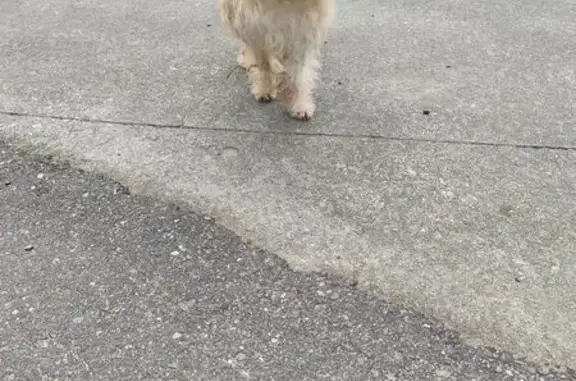 Encontrado perro, Toén, Ourens...
