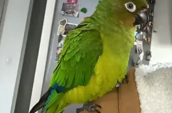 Perdue oiseau femelle, Avenue Blanche de Castille, 18, Poissy - très sociable - photo