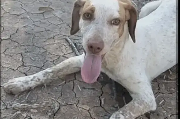 Encontrado perro hembra, Autop...