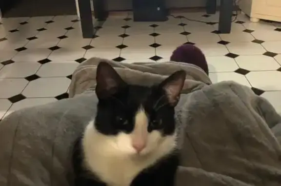 Lost pets Adelaide, photo: Lost cat, Nannigai Drive, Adelaide - male, wearing a red diamond-studded collar with a red bell