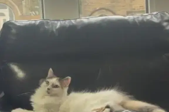 Lost cat, Savile Drive, Halifax — white with brown and black patches, scar near eye - photo